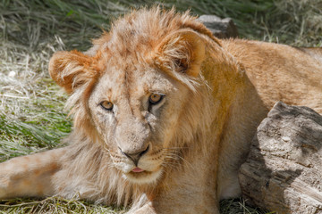 animal young lion lying on the grass