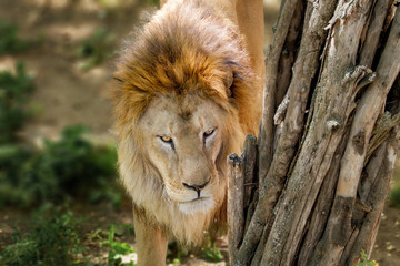  big lion peeking out from behind a tree