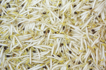 Fresh bean sprouts