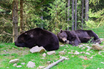 Obraz na płótnie Canvas Two bears relaxing in forest