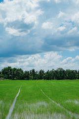 Green rice field with cloudy blue sky