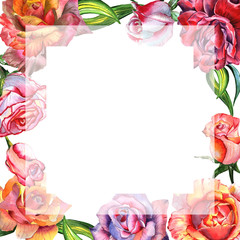Wildflower rose flower frame in a watercolor style isolated.