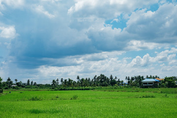 Fototapeta na wymiar Green rice field with cloudy blue sky