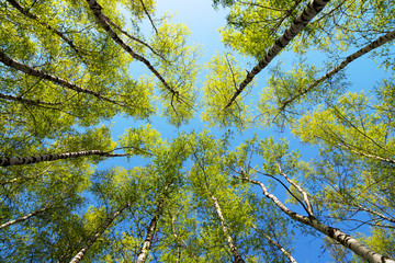 Green birchwood in a sunny day, the bottom view
