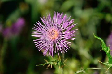 Colorful flower of isolated wild thistle  in foreground