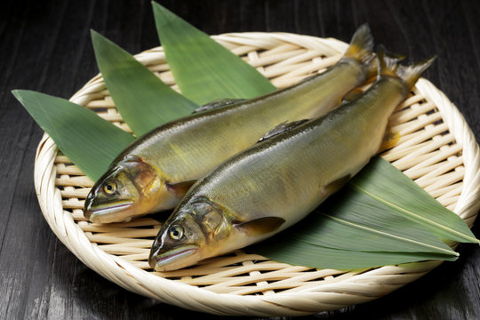鮎　Japanese sweetfish