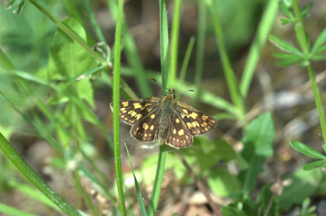 Dickkopf-Würfelfater auf Grashalm
