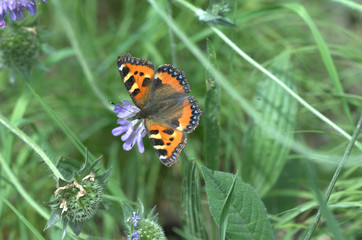 Kleiner Fuchs auf Blume