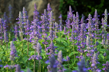 Obraz premium soft focus beautiful flowering purple meadow with Blue Salvia in garden