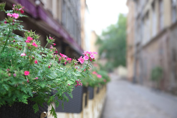 Colorful flowers blooming in the flowerpot in the old street.