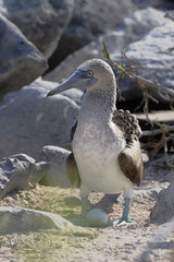 Blue-footed booby (Sula nebouxii) with egg at Punta Suarez on Espanola, Galapagos Islands