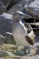 Blue-footed booby (Sula nebouxii) with egg at Punta Suarez on Espanola, Galapagos Islands
