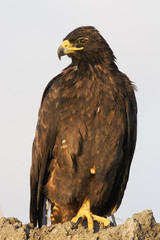 Galapagos hawk (Buteo galapagoensis) on rock, Punta Suarez, Galapagos Islands