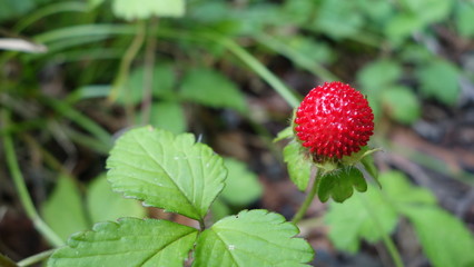 Berry strawberry with leaves