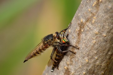 Large robber fly nailing its stinger on another robber fly
