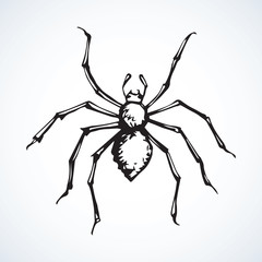Spider. Vector illustration