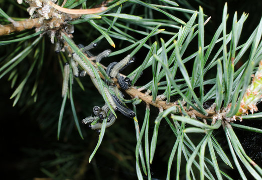 Tannenzweig mit Buschhornwespen-Larven