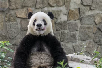 Rideaux velours Panda Panda