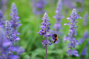 Bee are sucking sweet water from the Blue Salvia flower in the garden.