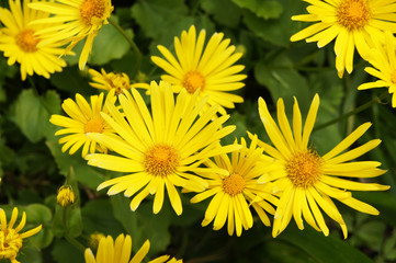 Doronicum orientale magnificum yellow flowers