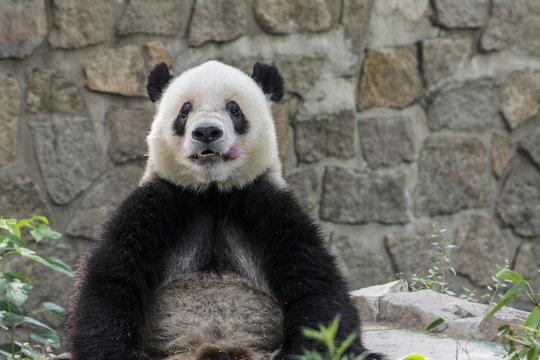 Fototapeta Panda
