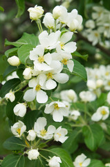 Blossoming white apple tree vertical 