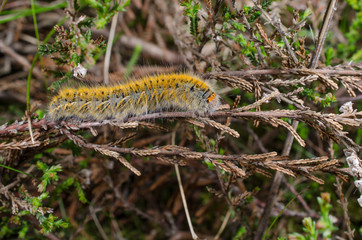 Kleespinner Raupe in Besenheide (Mai/Juni)