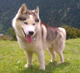 siberian husky