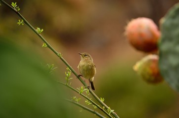 Small phylloscopus bird on branch and looking around