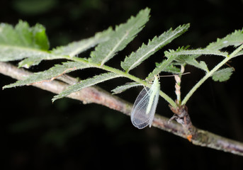 Florfliege (Fokus: Kopf)