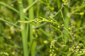Asparagus green