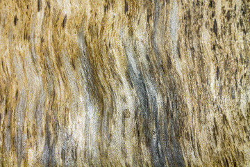 Birch texture 1