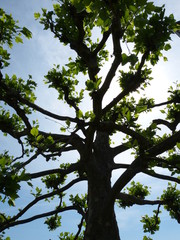 platane äste saftige blätter büschel geschnitten gegenlicht