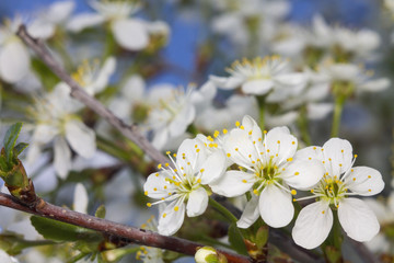Obraz premium Cherry flowers on branch