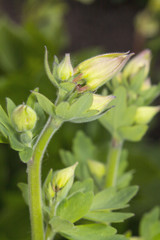 Lungwort flowers 2