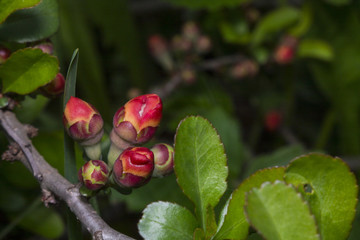 Quince flowers 2