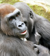 Gorilla Familie