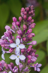 Two flowers of lilac