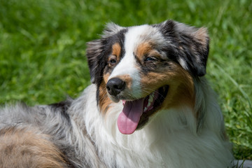 Head portrait of a cute Australian Shepherd dog