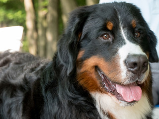 Bernese mountain dog portrait in outdoors