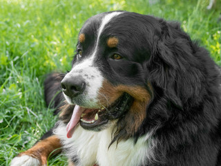 Bouvier Bernese mountain dog portrait in outdoors
