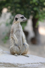 Erdmännchen (suricata suricatta)
