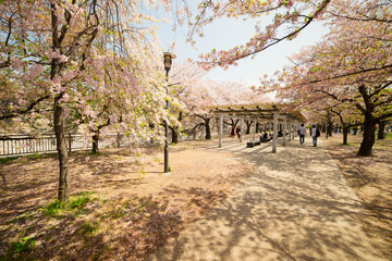 Sakura in Osaka Castle