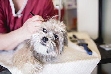 Lhasa apso at grooming salon. 