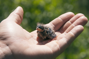Baby Bird © balashark