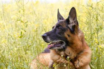 schwarz-brauner Schäferhund in der Wiese