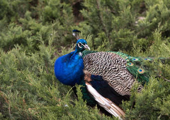 male of peacock on the branches in the park
