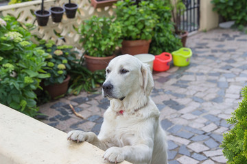 Dog in house garden