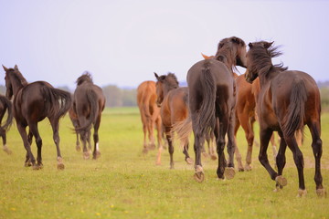 Fototapeta na wymiar runing with the wild horses, a herd of wild horses running away