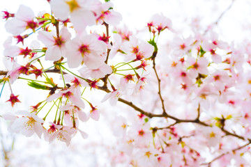 Beautiful cherry blossom pink sakura in spring time on tree branch